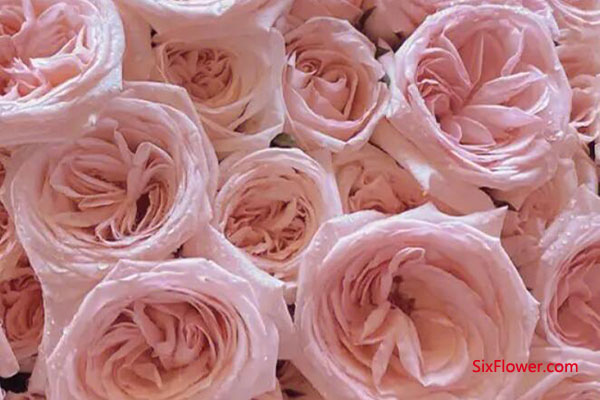 粉荔枝玫瑰的花语是什么？ 第2张