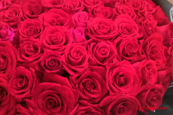 荣耀玫瑰花的花语是什么？